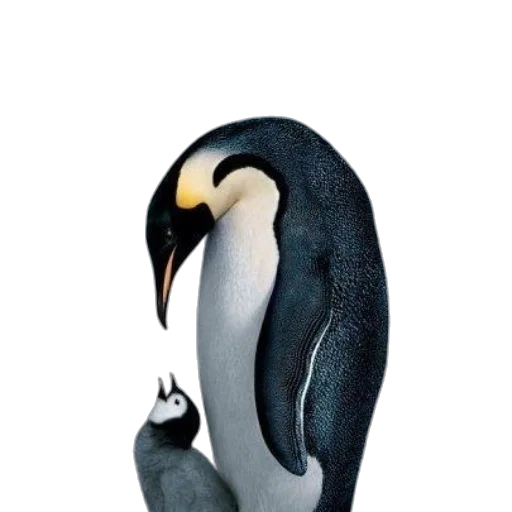animal, creature, mask, jewelry transparent PNG cut-out