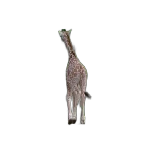 animal, creature, staff, hat transparent PNG cut-out