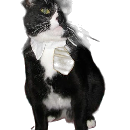 staff, animal, hat, jewelry transparent PNG cut-out