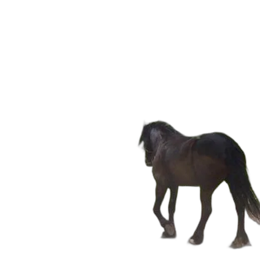 animal, creature, hair, staff transparent PNG cut-out