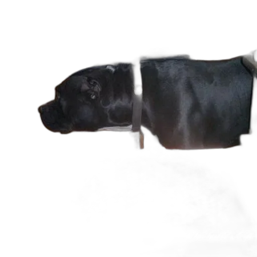 animal, staff, weapon, creature transparent PNG cut-out
