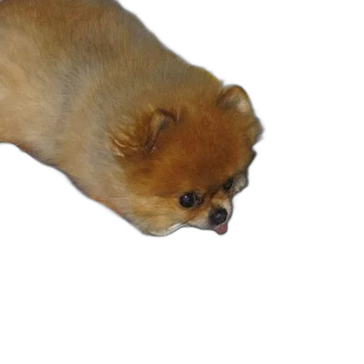 creature, animal, staff, face transparent PNG cut-out