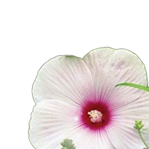 flower, jewelry, crown, staff transparent PNG cut-out
