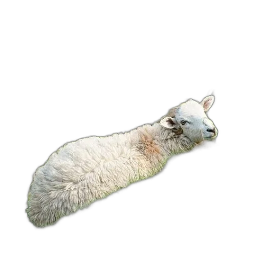 animal, creature, hair, staff transparent PNG cut-out