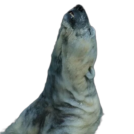 animal, creature, staff, hair transparent PNG cut-out