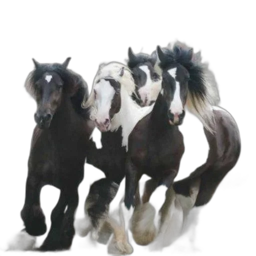 animal, staff, photorealistic, 3d render transparent PNG cut-out