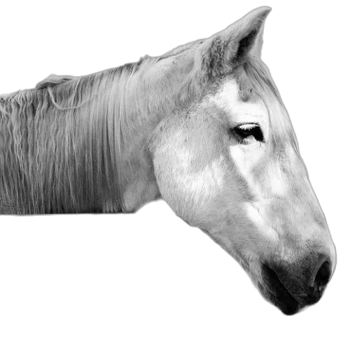 animal, hair, creature, face transparent PNG cut-out