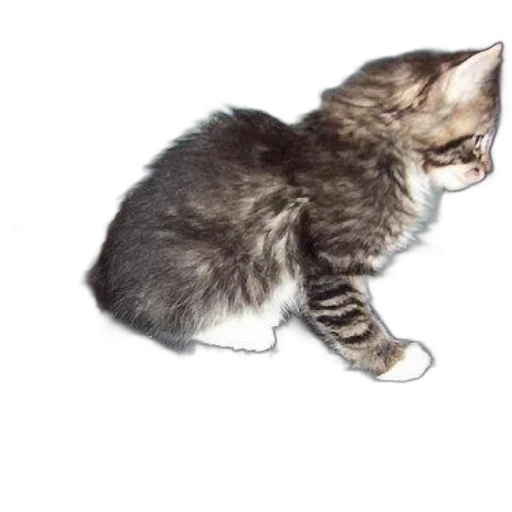 animal, staff, creature, weapon transparent PNG cut-out