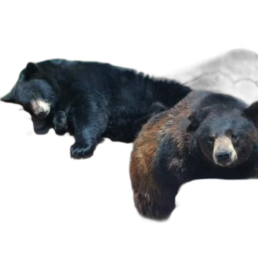 animal, photorealistic, concept art, 3d render transparent PNG cut-out
