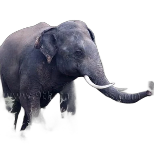 animal, creature, staff, hat transparent PNG cut-out