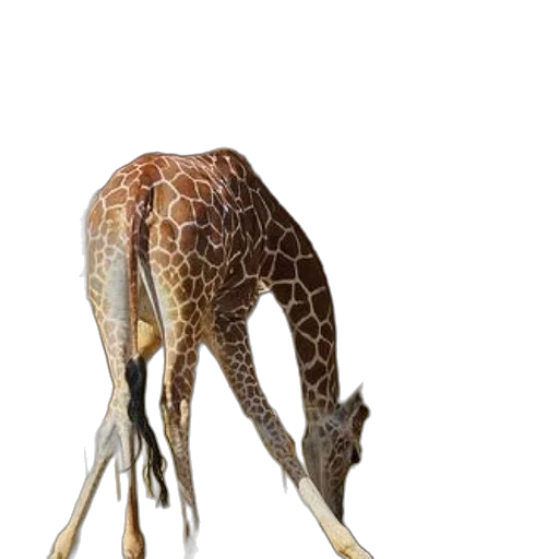 animal, creature, staff, dragon transparent PNG cut-out