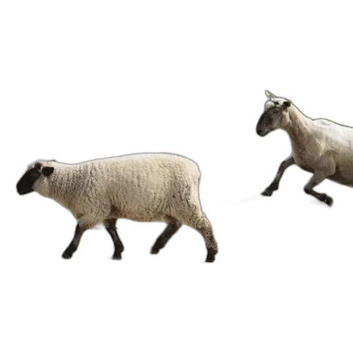animal, creature, shoes, food transparent PNG cut-out