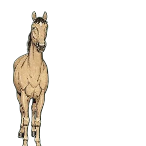 animal, creature, staff, face transparent PNG cut-out