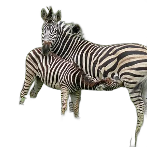 animal, creature, jewelry, staff transparent PNG cut-out