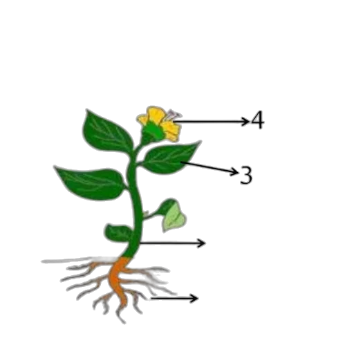 flower, staff, crown, concept art transparent PNG cut-out