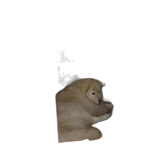 animal, creature, face, staff transparent PNG cut-out