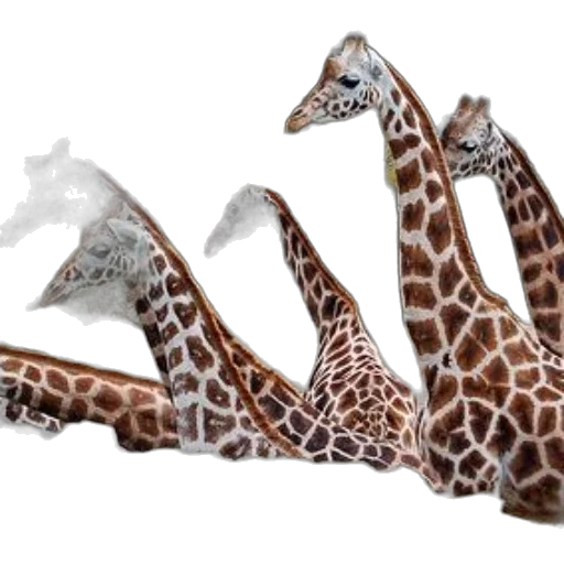 animal, dragon, shoes, creature transparent PNG cut-out