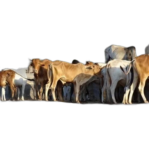 animal, food, jewelry, herd transparent PNG cut-out
