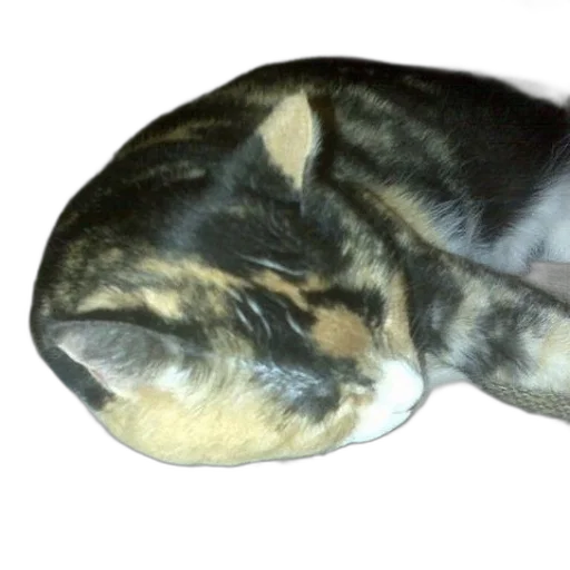 hat, animal, creature, staff transparent PNG cut-out