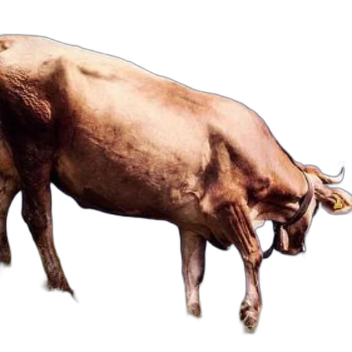 animal, food, creature, jewelry transparent PNG cut-out