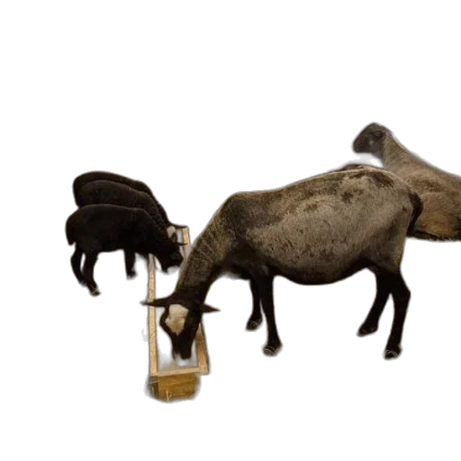 animal, concept art, 3d render, group transparent PNG cut-out
