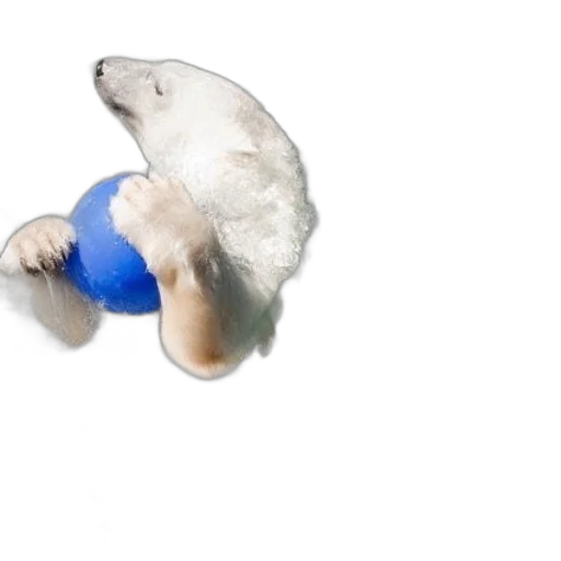 hat, animal, creature, hair transparent PNG cut-out