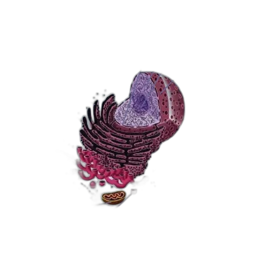 hat, jewelry, crown, flower transparent PNG cut-out