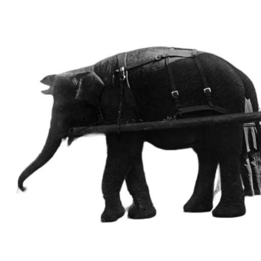 hat, animal, weapon, umbrella transparent PNG cut-out