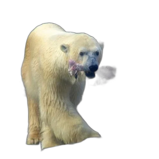 animal, creature, face, food transparent PNG cut-out