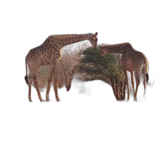 animal, creature, hat, crown transparent PNG cut-out