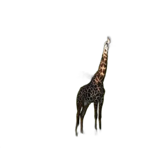 animal, creature, hat, staff transparent PNG cut-out