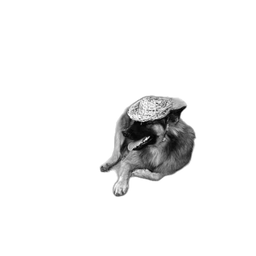 hat, animal, crown, creature transparent PNG cut-out