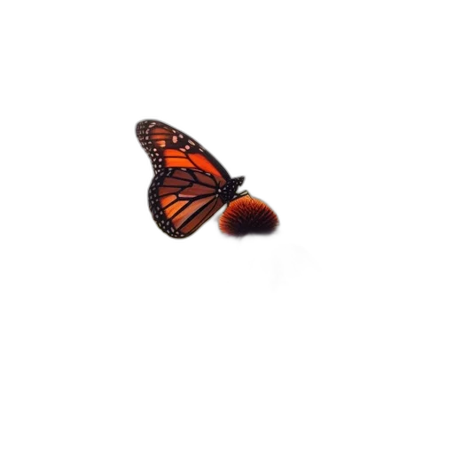 animal, creature, shoes, flower transparent PNG cut-out
