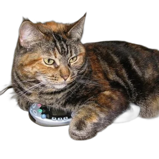 food, jewelry, animal, staff transparent PNG cut-out
