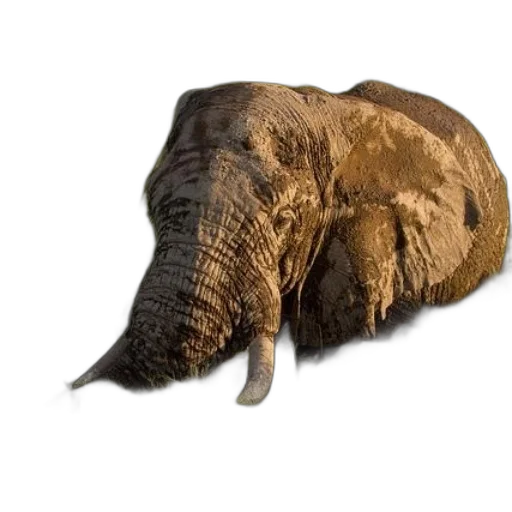 animal, hat, creature, hair transparent PNG cut-out