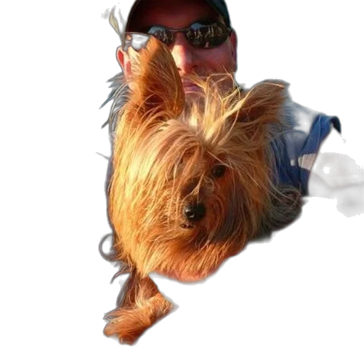 animal, creature, hair, dragon transparent PNG cut-out