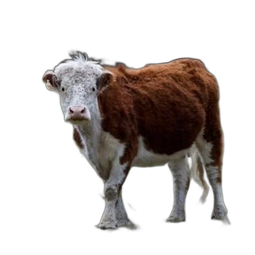 animal, creature, face, food transparent PNG cut-out