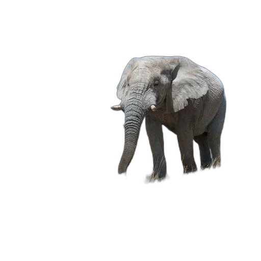 animal, creature, weapon, hat transparent PNG cut-out