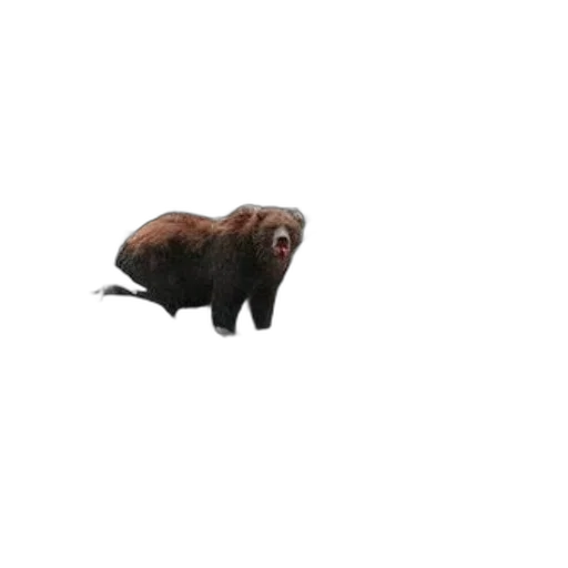 animal, creature, hair, hat transparent PNG cut-out