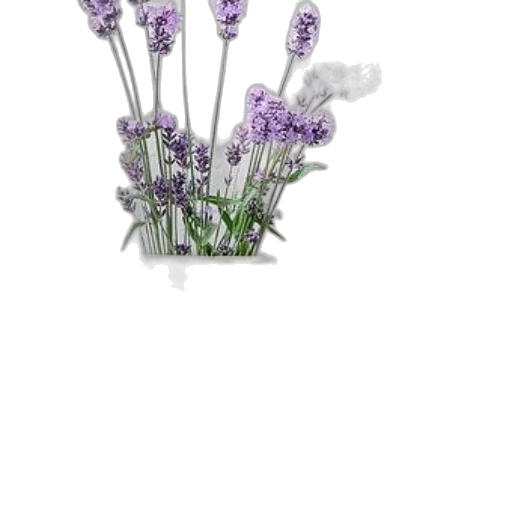 flower, staff, crown, jewelry transparent PNG cut-out