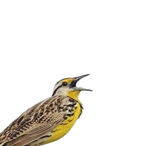 animal, staff, creature, photorealistic transparent PNG cut-out