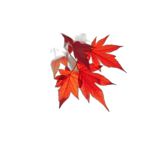 umbrella, flower, crown, tree transparent PNG cut-out