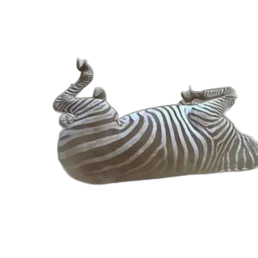 shoes, jewelry, animal, crown transparent PNG cut-out