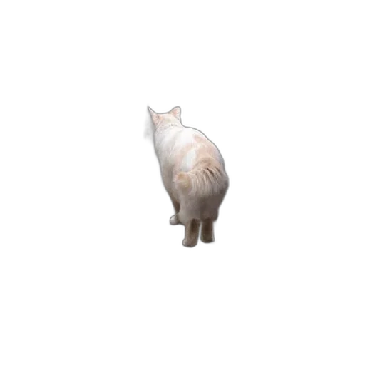 animal, creature, staff, hat transparent PNG cut-out