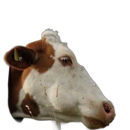animal, face, creature, mask transparent PNG cut-out