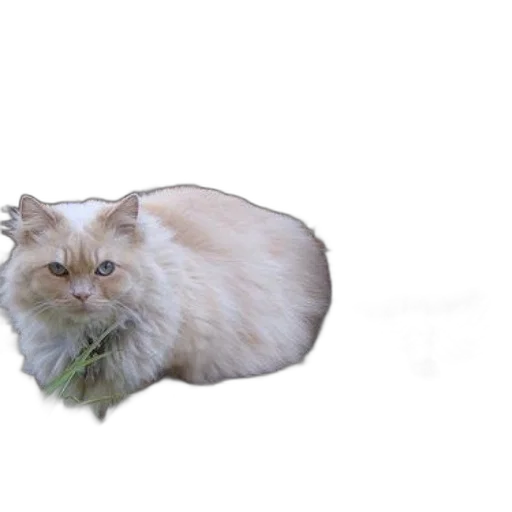 animal, creature, weapon, hair transparent PNG cut-out