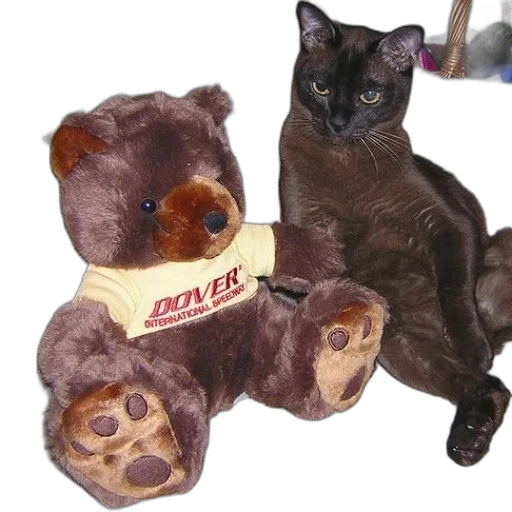 animal, creature, stuffed, bear transparent PNG cut-out