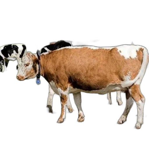 animal, food, creature, jewelry transparent PNG cut-out