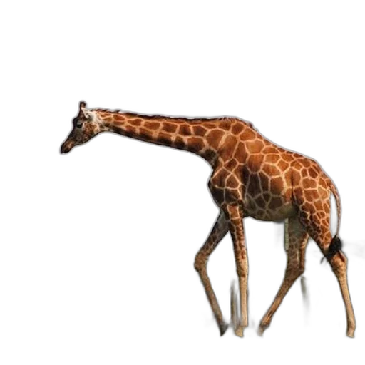 animal, creature, staff, weapon transparent PNG cut-out