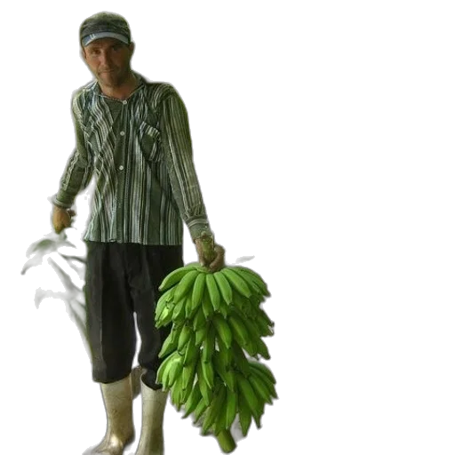 food, weapon, jacket, creature transparent PNG cut-out